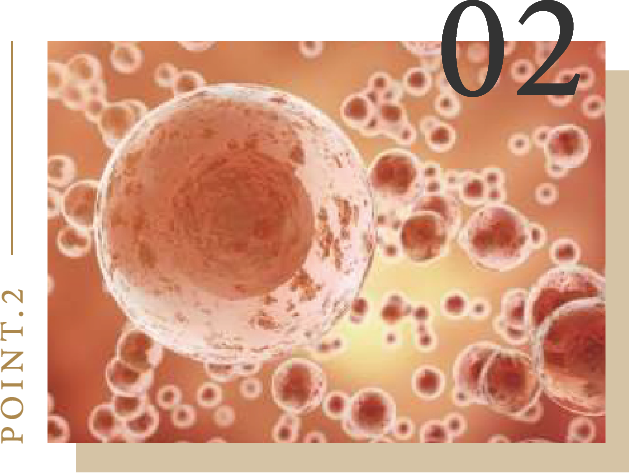 ヒト骨髄幹細胞純化培養液