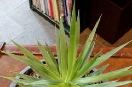 7月定休日について