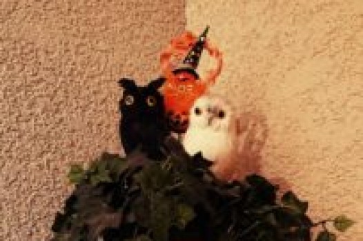 11月の定休日 ご案内です