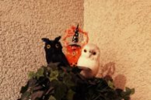 11月定休日のご案内です