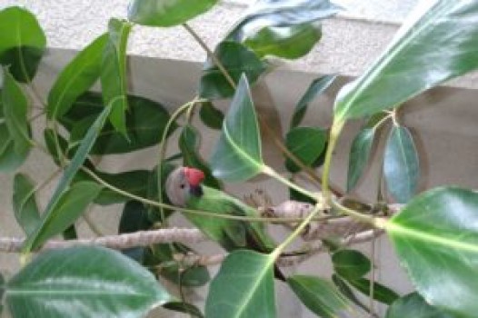 5月の定休日 ご案内です