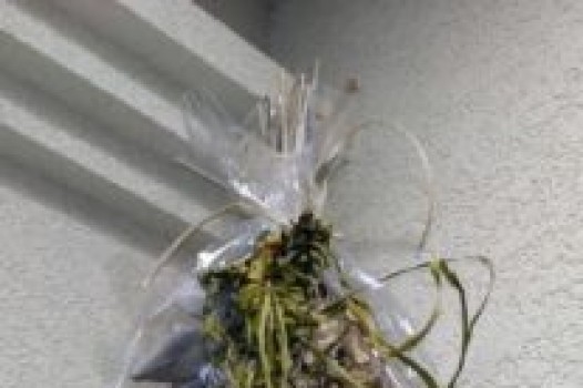 8月 定休日のご案内です