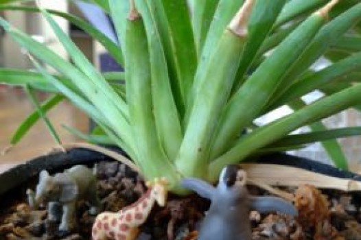 11月の定休日 ご案内です