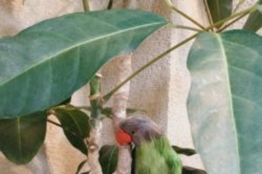 1月の定休日 ご案内です