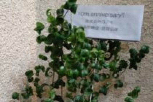 6月の定休日 ご案内です