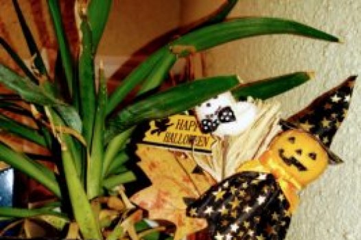 11月の定休日のご案内です