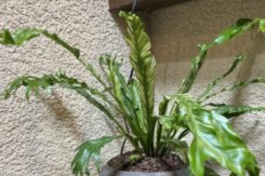 1月定休日のご案内です