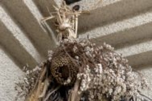 5月の定休日のご案内です