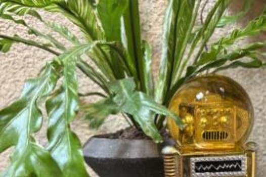 6月の定休日のご案内です